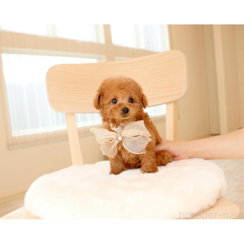 販売中の岡山県のティーカッププードル-455339の2枚目