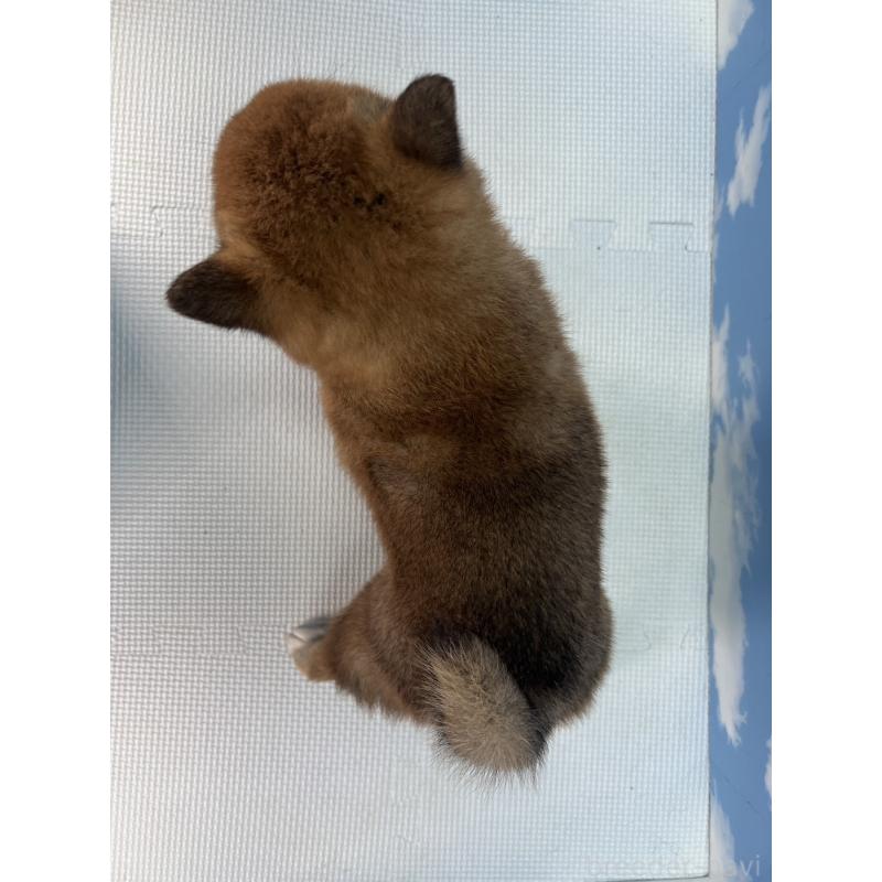 販売中の愛知県の柴犬-455337の4枚目