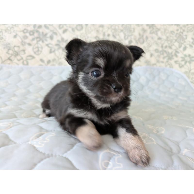 販売中の大分県のチワワ(ロングコート)-455342の8枚目