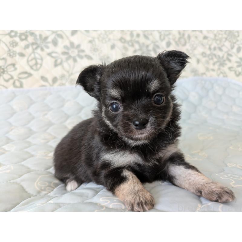 販売中の大分県のチワワ(ロングコート)-455342の7枚目