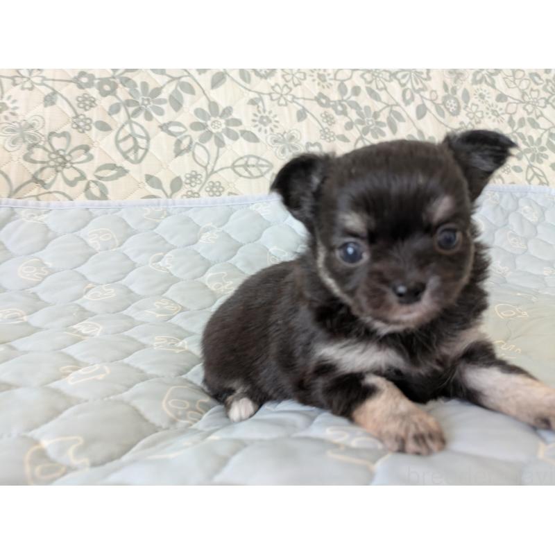 販売中の大分県のチワワ(ロングコート)-455342の6枚目