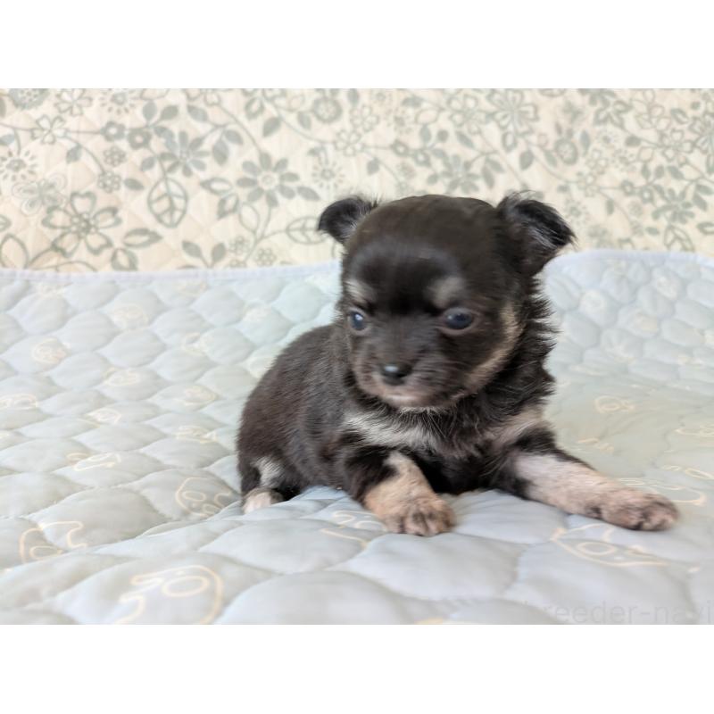 販売中の大分県のチワワ(ロングコート)-455342の5枚目