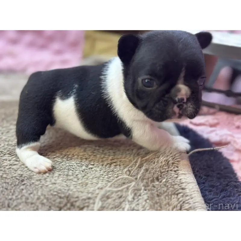 販売中の茨城県のフレンチブルドッグ-455338の11枚目