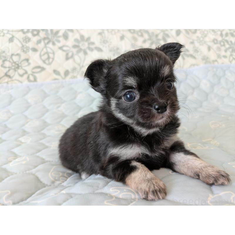 販売中の大分県のチワワ(ロングコート)-455342の3枚目