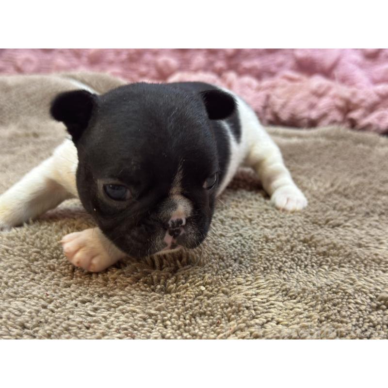 販売中の茨城県のフレンチブルドッグ-455338の10枚目