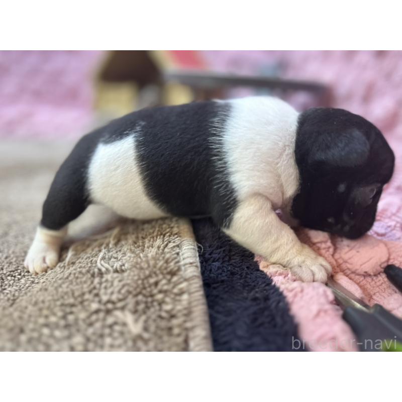 販売中の茨城県のフレンチブルドッグ-455338の9枚目