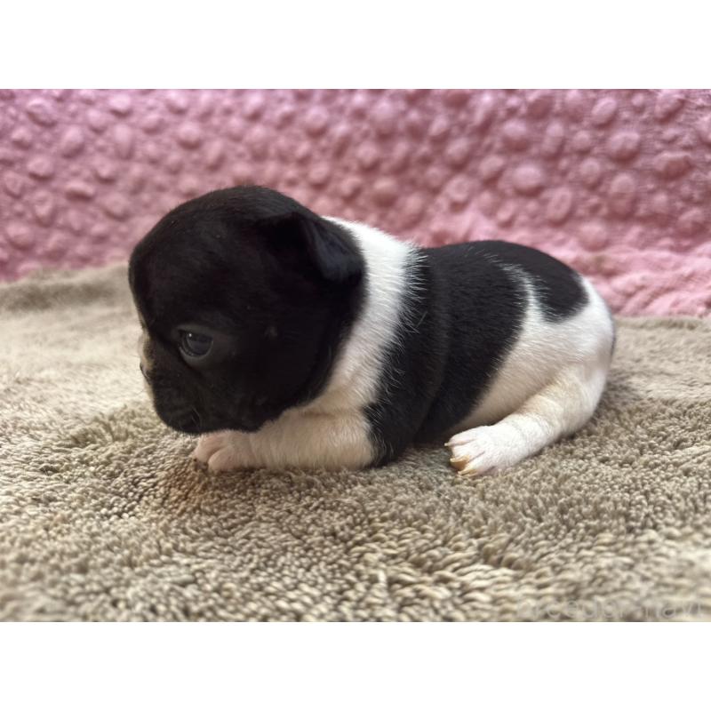 販売中の茨城県のフレンチブルドッグ-455338の8枚目