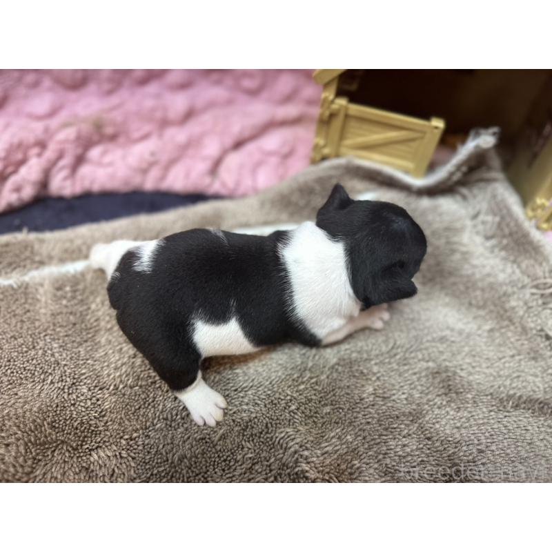 販売中の茨城県のフレンチブルドッグ-455338の7枚目