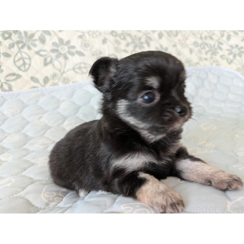 販売中の大分県のチワワ(ロングコート)-455342の2枚目