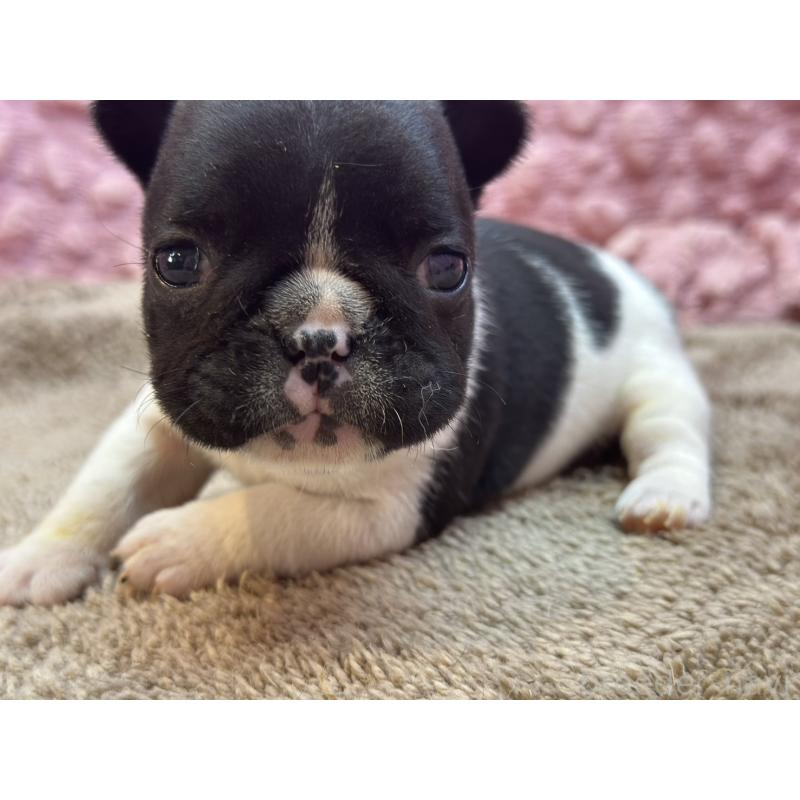 販売中の茨城県のフレンチブルドッグ-455338の5枚目