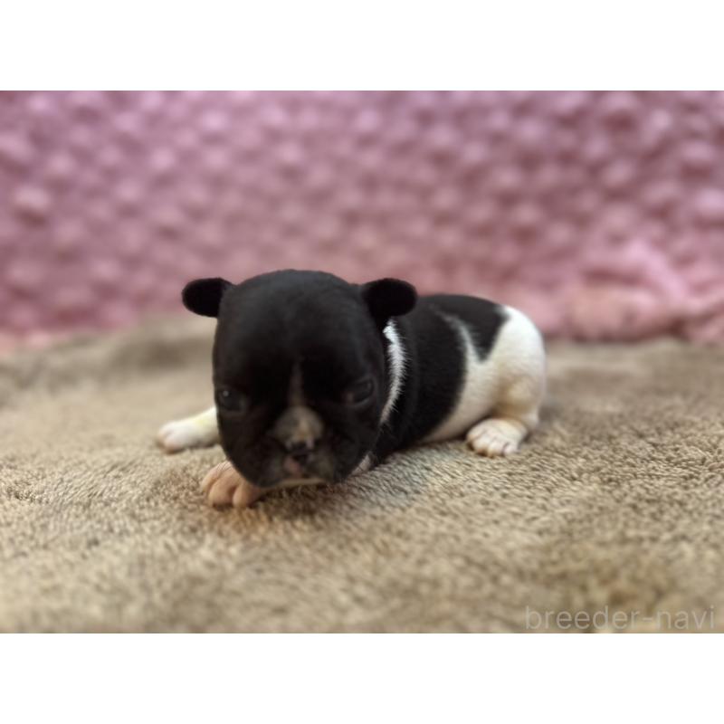 販売中の茨城県のフレンチブルドッグ-455338の4枚目