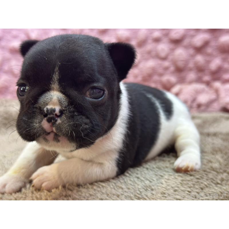 販売中の茨城県のフレンチブルドッグ-455338の3枚目