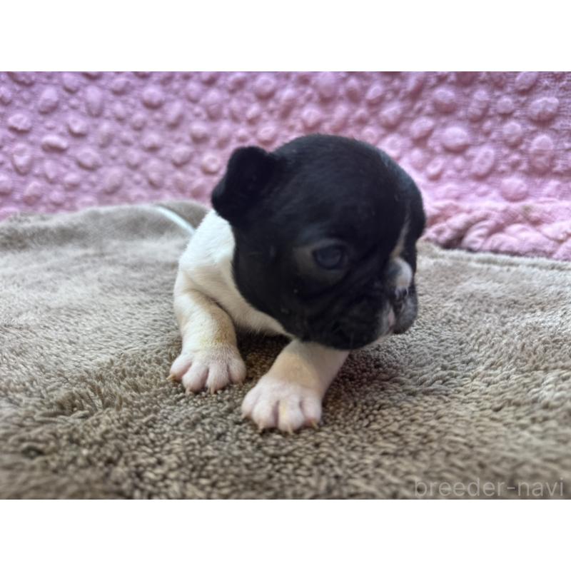 販売中の茨城県のフレンチブルドッグ-455338の2枚目