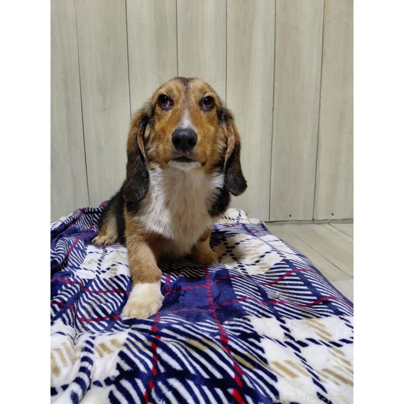 販売中の神奈川県のミックス犬-397578の14枚目