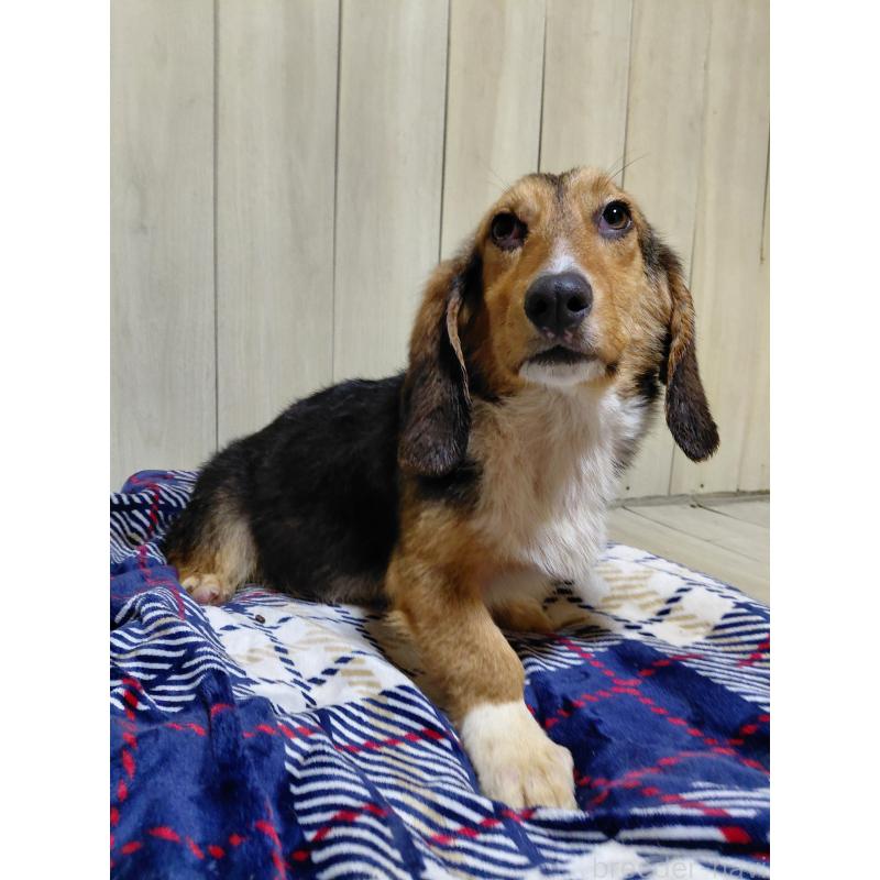 販売中の神奈川県のミックス犬-397578の13枚目