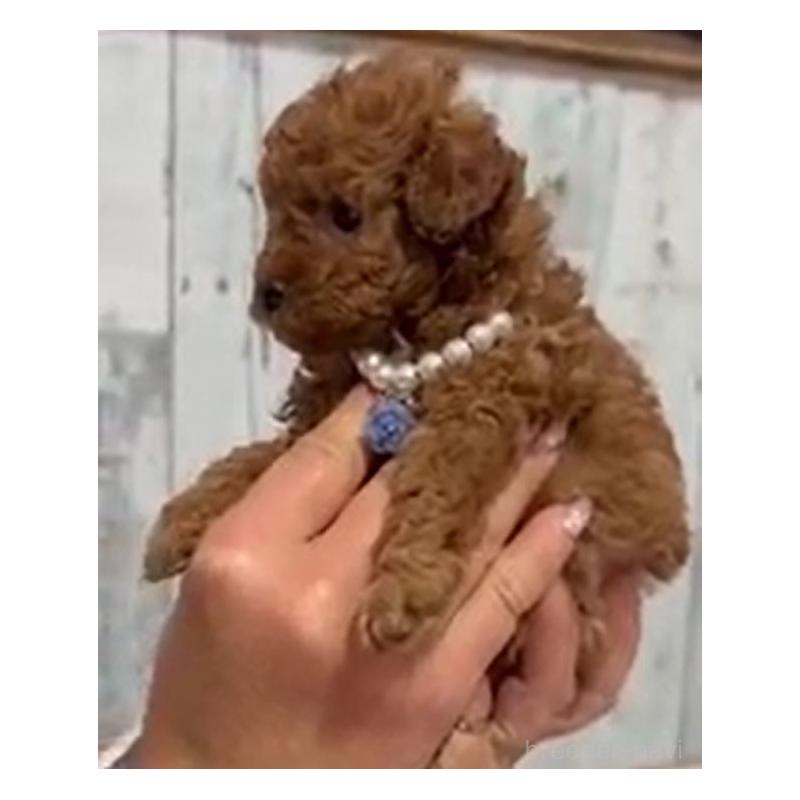 販売中の兵庫県のティーカッププードル-455340の3枚目