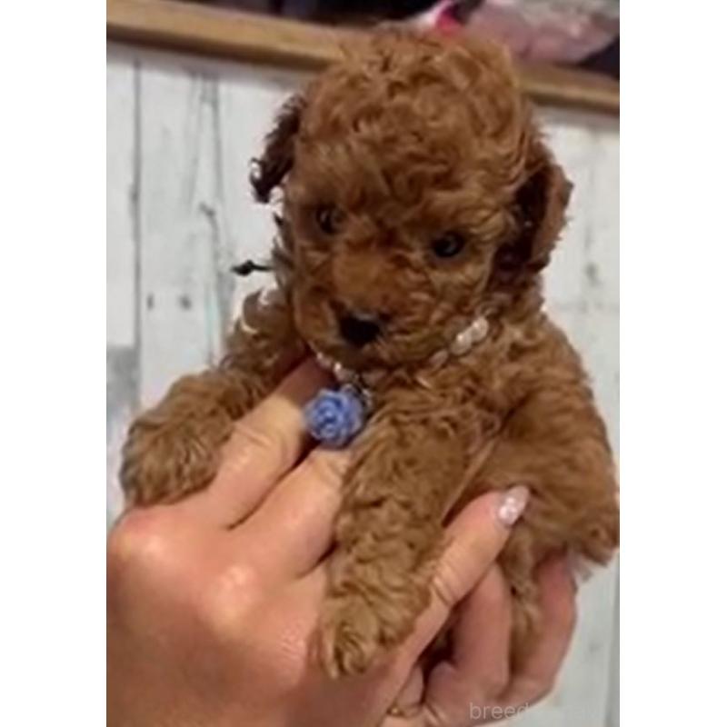 販売中の兵庫県のティーカッププードル-455340の2枚目