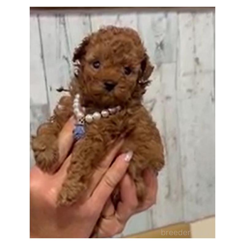 販売中の兵庫県のティーカッププードル-455340