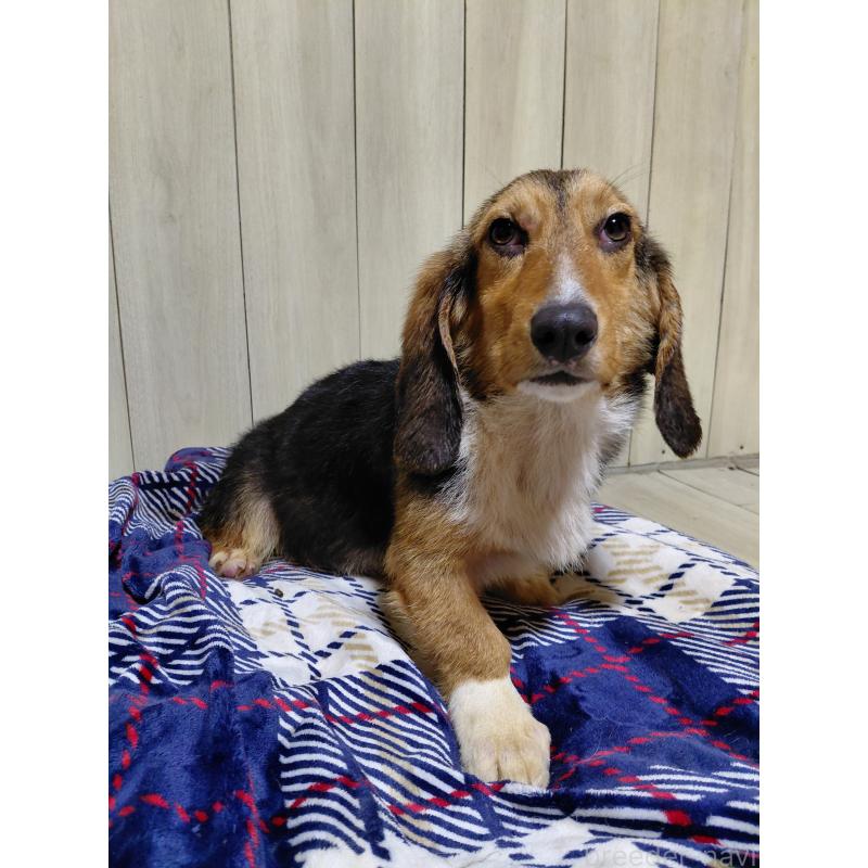 販売中の神奈川県のミックス犬-397578の12枚目