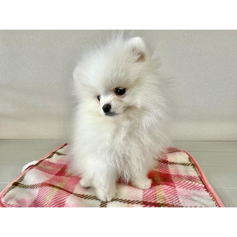 販売中の愛知県のポメラニアン-455341の3枚目