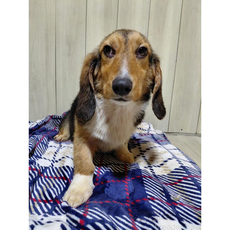 販売中の神奈川県のミックス犬-397578の11枚目