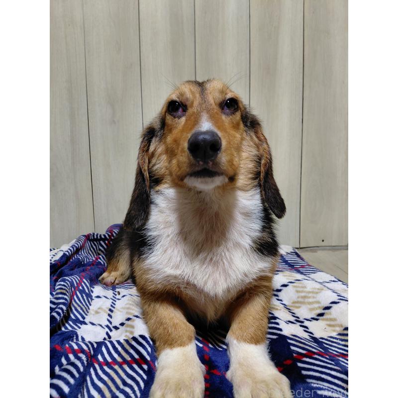 販売中の神奈川県のミックス犬-397578の9枚目