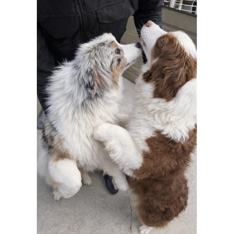 犬舎紹介の福岡県の犬舎紹介-2011の4枚目