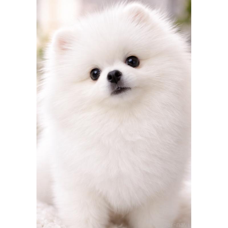 犬舎紹介の福岡県の犬舎紹介-2011の3枚目