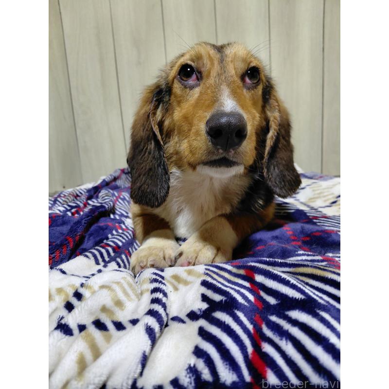 販売中の神奈川県のミックス犬-397578の8枚目