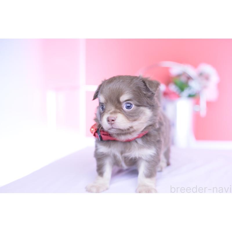 販売中の愛知県のチワワ(ロングコート)-455343の7枚目