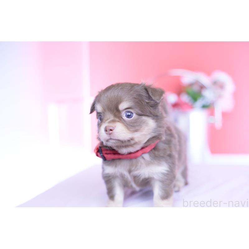 販売中の愛知県のチワワ(ロングコート)-455343の6枚目