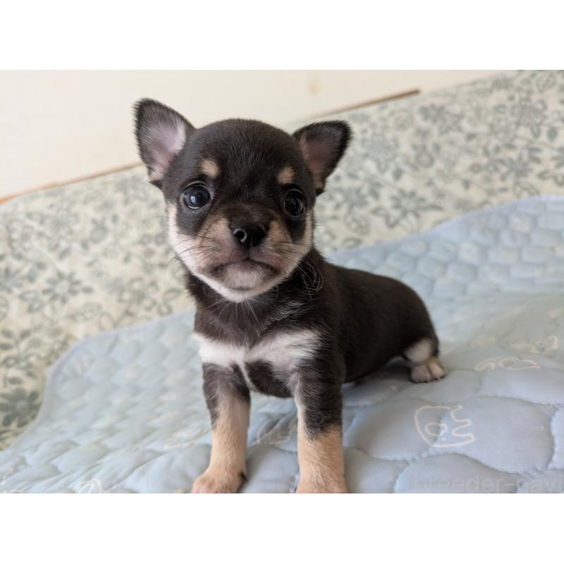 販売中の大分県のチワワ(スムースコート)-455344の12枚目