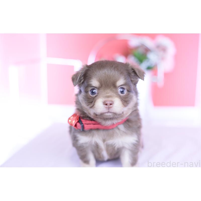 販売中の愛知県のチワワ(ロングコート)-455343の5枚目