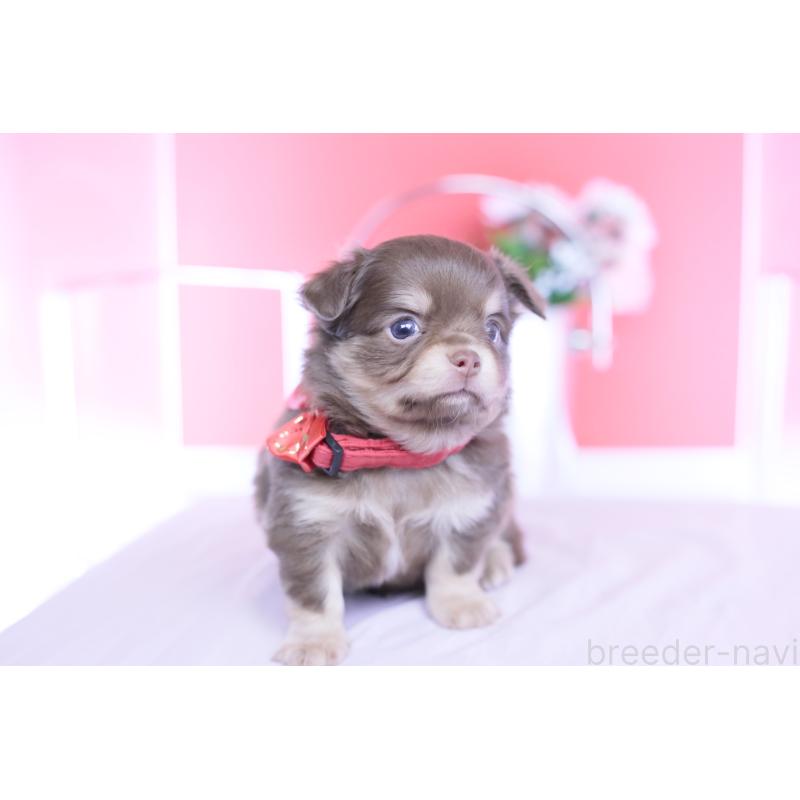 販売中の愛知県のチワワ(ロングコート)-455343の4枚目