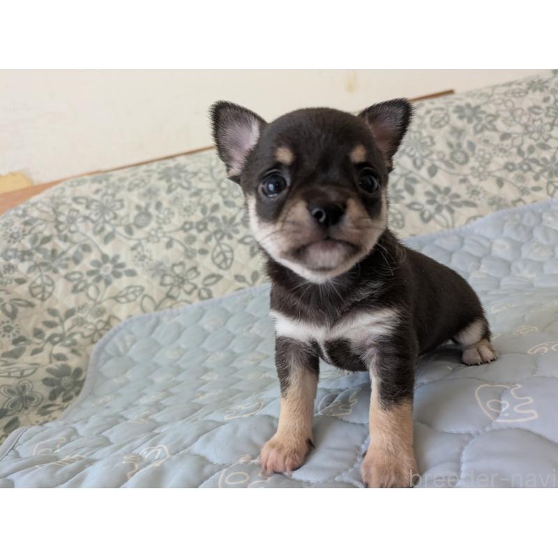 販売中の大分県のチワワ(スムースコート)-455344の11枚目