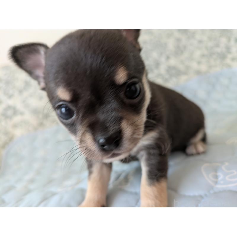 販売中の大分県のチワワ(スムースコート)-455344の10枚目