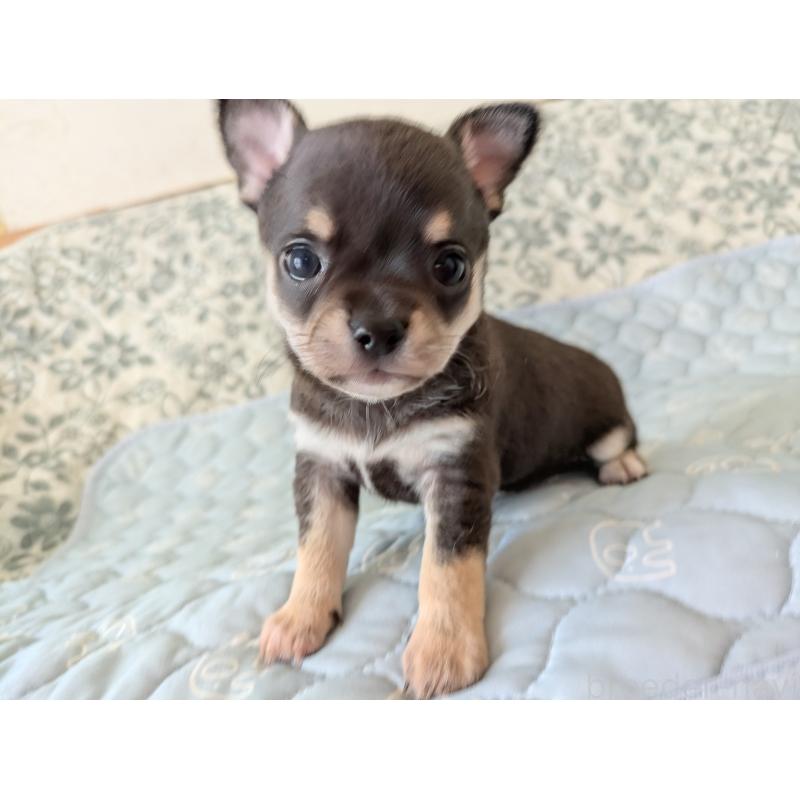 販売中の大分県のチワワ(スムースコート)-455344の9枚目