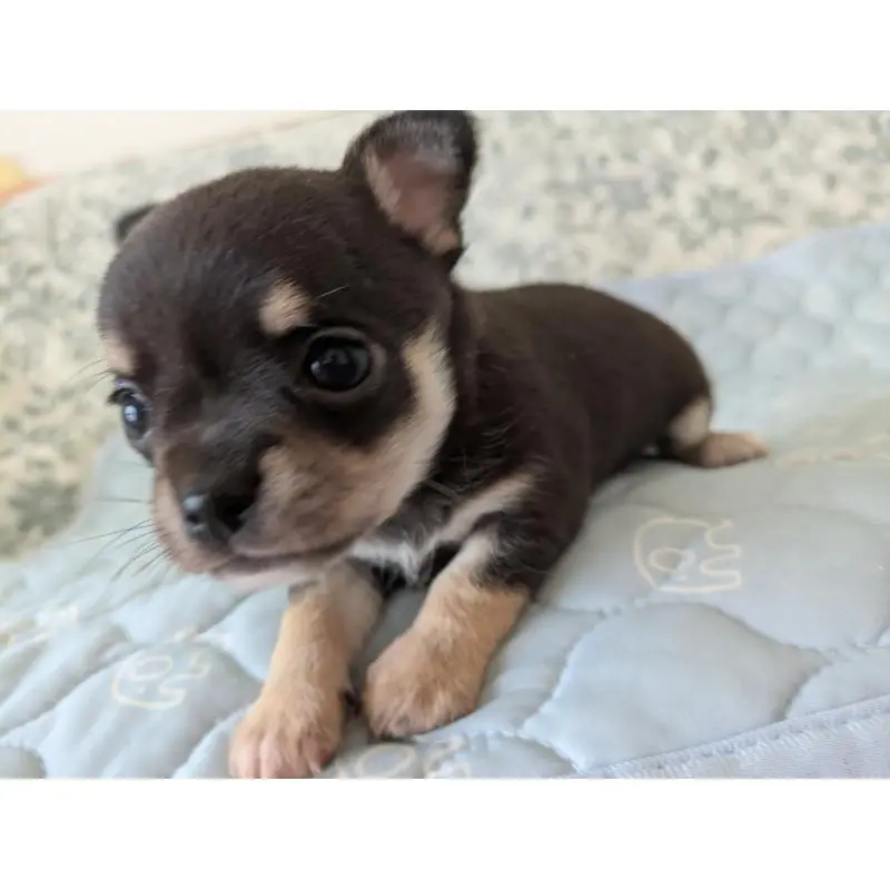 販売中の大分県のチワワ(スムースコート)-455344の8枚目