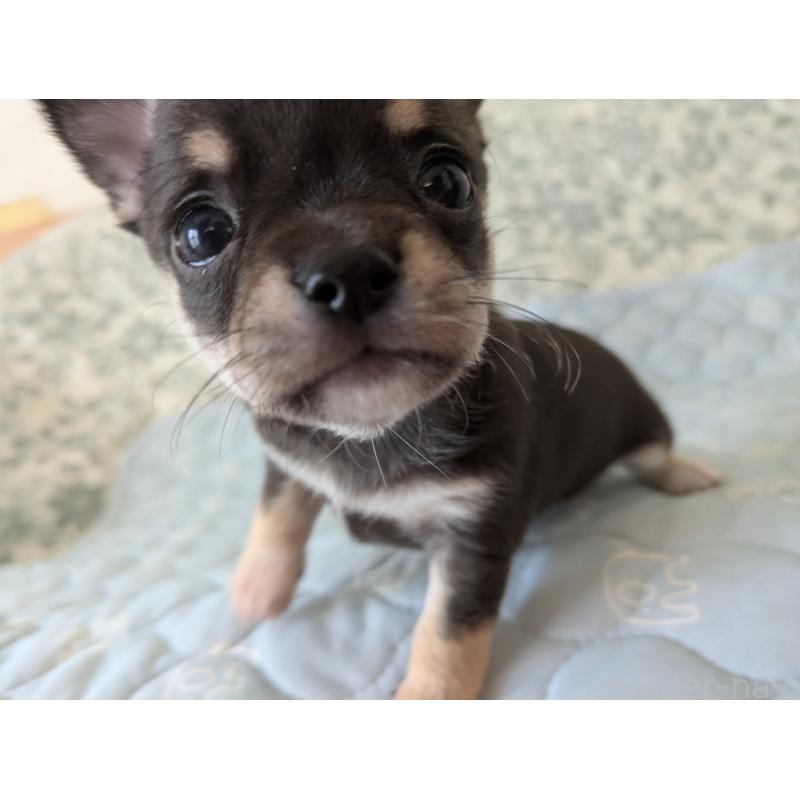 販売中の大分県のチワワ(スムースコート)-455344の7枚目