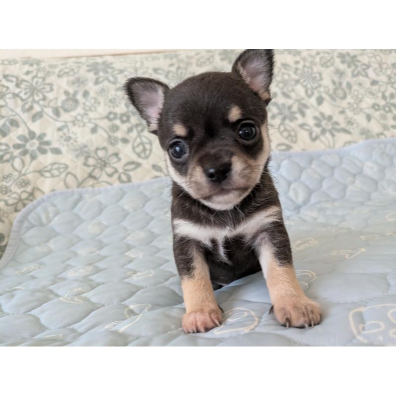 販売中の大分県のチワワ(スムースコート)-455344の6枚目