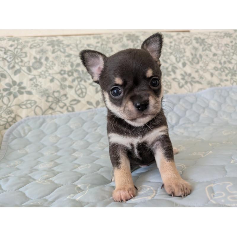 販売中の大分県のチワワ(スムースコート)-455344の5枚目