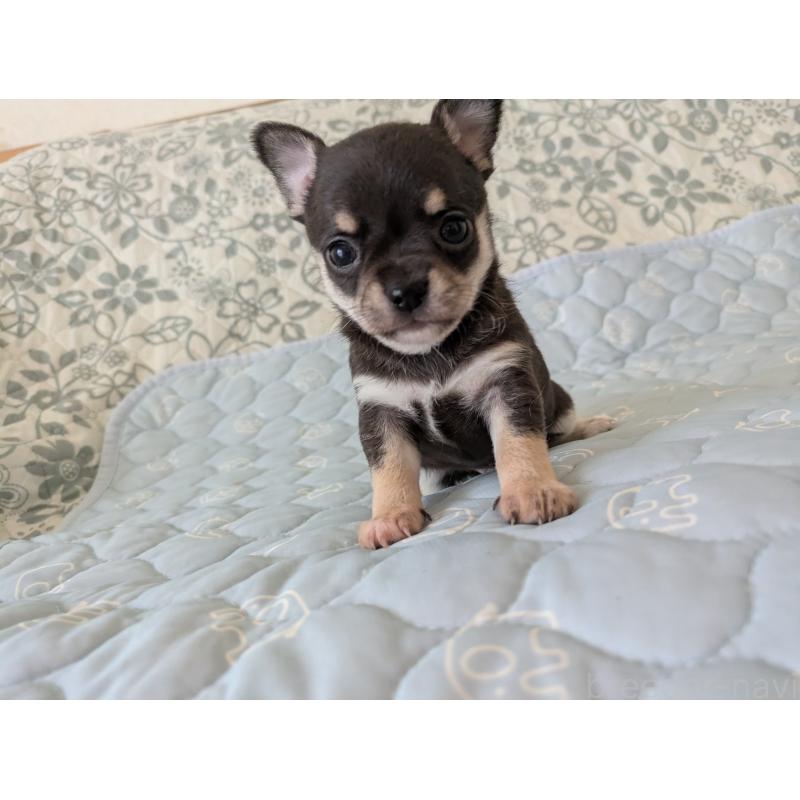 販売中の大分県のチワワ(スムースコート)-455344の4枚目