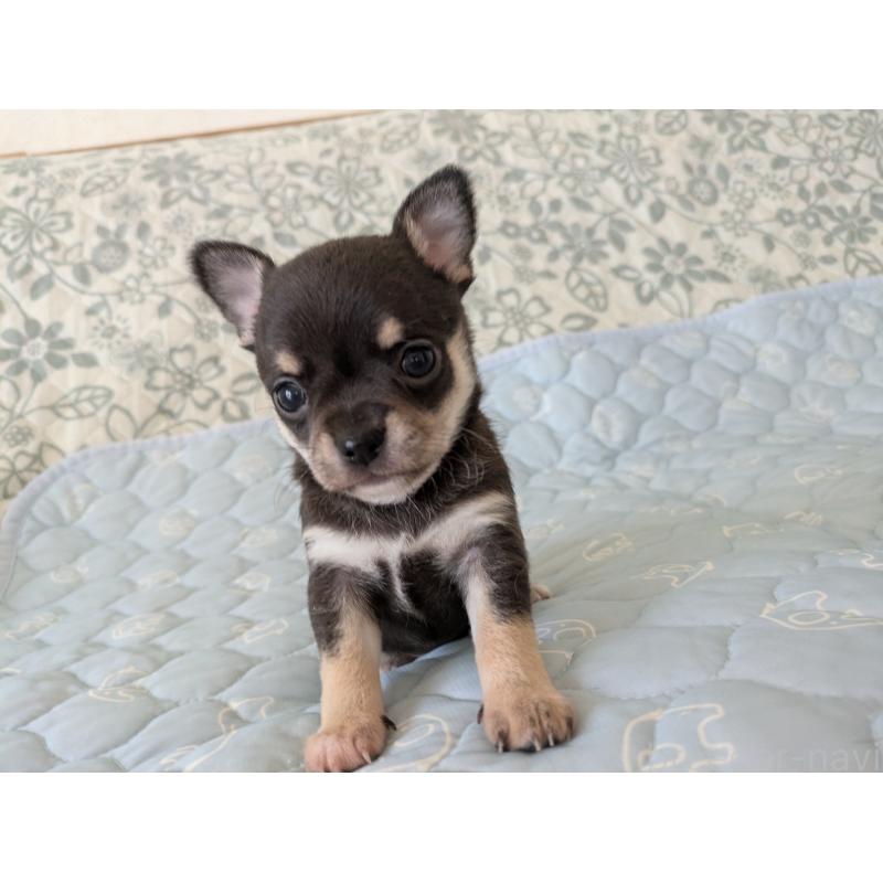 販売中の大分県のチワワ(スムースコート)-455344の3枚目