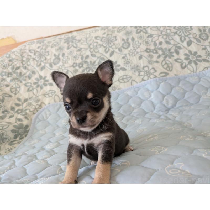 販売中の大分県のチワワ(スムースコート)-455344の2枚目