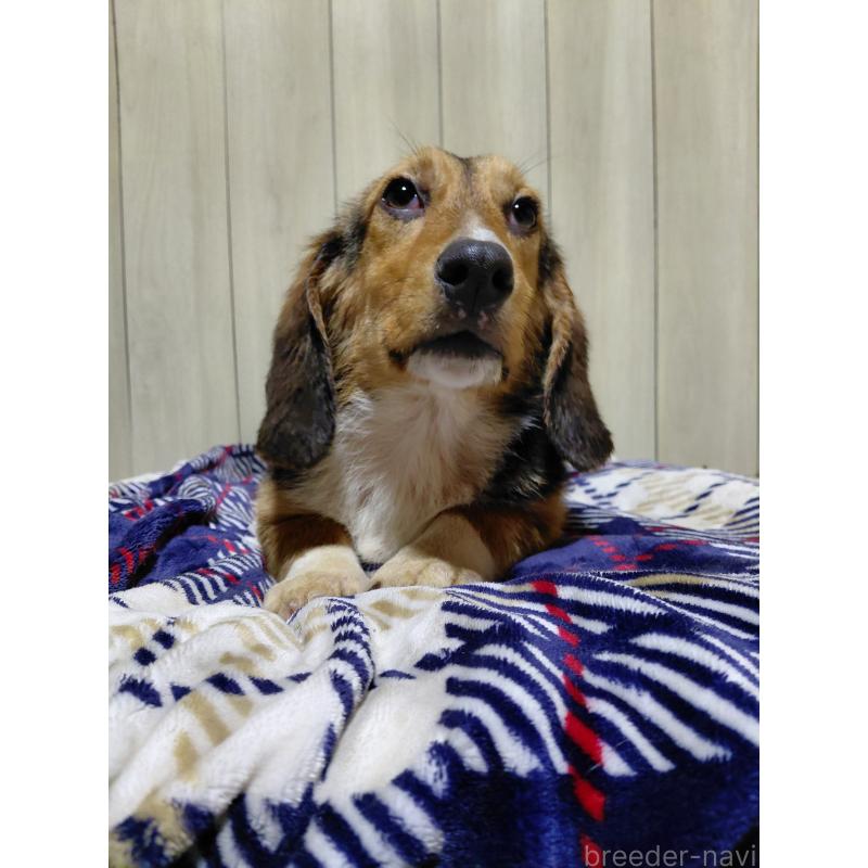 販売中の神奈川県のミックス犬-397578の6枚目