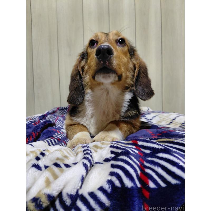 販売中の神奈川県のミックス犬-397578の5枚目