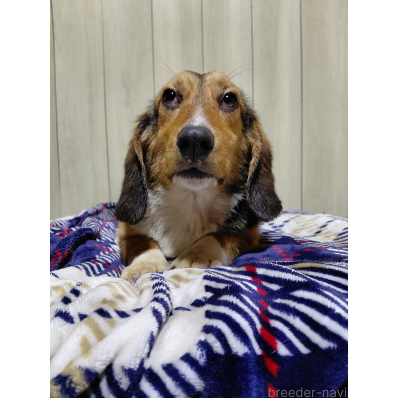 販売中の神奈川県のミックス犬-397578の4枚目