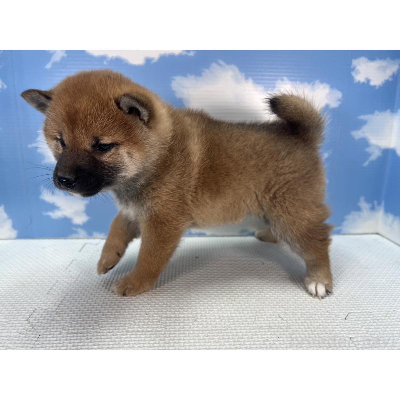 販売中の愛知県の柴犬-455345の3枚目