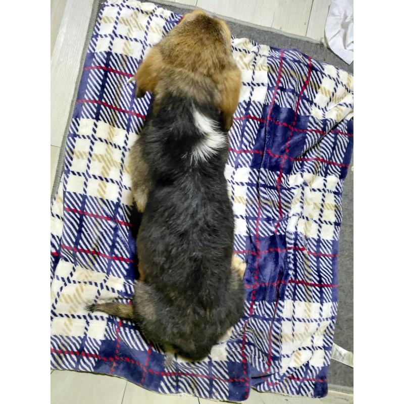 販売中の神奈川県のミックス犬-397578の2枚目