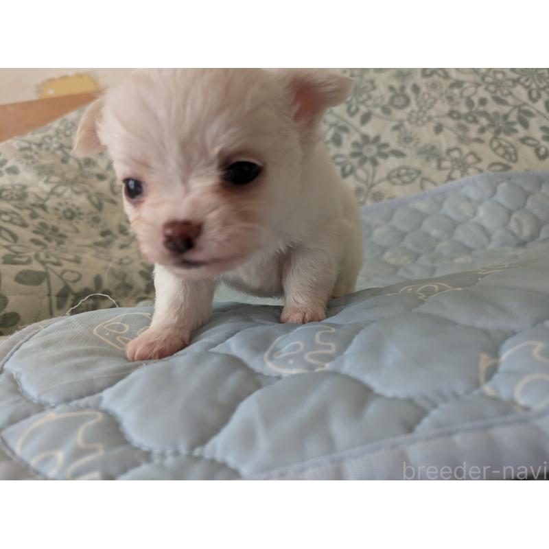 販売中の大分県のチワワ(ロングコート)-455348の12枚目